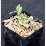 Hoya krohniana cv Splash 2-inch pots