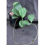 Hoya obovata 5-inch pots