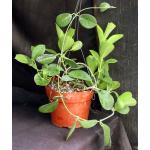 Hoya pachyclada 6-inch pots