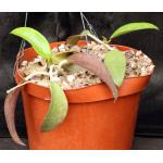 Hoya parasitica var. citrina 8-inch pots