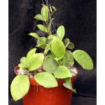 Hoya publicalyx cv Bright One 8-inch pots