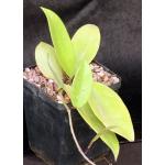 Hoya publicalyx cv Klopperleri 5-inch pots