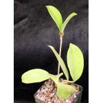 Hoya purpureofusca cv Silver Pink 4-inch pots