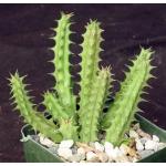 Huernia concinna (Barad 11634) 4-inch pots