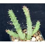Huernia keniensis var. keniensis 3-inch pots