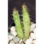 Huernia thuretii 2-inch pots