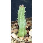 Huernia thuretii var. primulina 3-inch pots