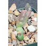 Huernia cv Foma (ISI 2011-29) 4-inch pots