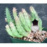 Huernia keniensis var. keniensis 5-inch pots