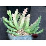 Huernia keniensis var. keniensis (Barad 11548) 5-inch pots