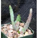 Huernia macrocarpa 2-inch pots