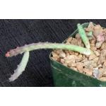 Huernia macrocarpa 4-inch pots