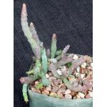 Huernia macrocarpa 5-inch pots