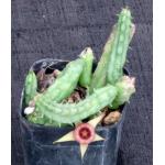 Huernia procumbens 2-inch pots