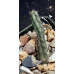 Huernia procumbens 3-inch pots