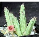 Huernia procumbens 4-inch pots