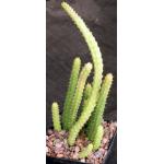 Huernia schneideriana 5-inch pots