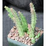 Huernia sudanensis (Ethiopia) 4-inch pots
