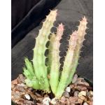 Huernia sudanensis (Ethiopia) 5-inch pots