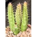 Huernia thuretii 4-inch pots