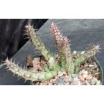 Huernia thuretii 5-inch pots