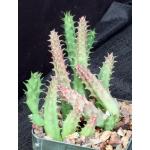 Huernia thuretii 5-inch pots