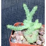 Huernia thuretii (crest) 3-inch pots