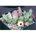 Huernia thuretii var. primulina 4-inch pots