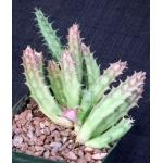 Huernia keniensis var. keniensis 5-inch pots