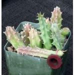 Huernia keniensis var. keniensis (Barad 11548) 4-inch pots
