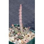 Huernia macrocarpa 4-inch pots