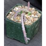 Huernia macrocarpa 5-inch pots
