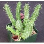 Huernia saudi-arabica 4-inch pots