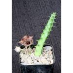 Huernia thuretii 2-inch pots