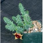 Huernia zebrina 3-inch pots