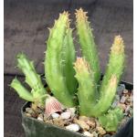 Huernia keniensis var. keniensis 4-inch pots