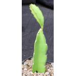 Hylocereus sp. (yellow fruit) 5-inch pots