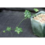 Ibervillea tenuisecta 4-inch pots