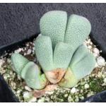 Ihlenfeldtia vanzylii 2-inch pots