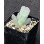 Ihlenfeldtia vanzylii 2-inch pots