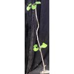 Ipomoea hildebrandtii (Voi, Kenya) 5-inch pots