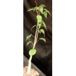 Ipomoea arborescens 5-inch pots