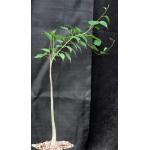 Ipomoea arborescens one-gallon pots