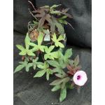 Ipomoea batatas 5-inch pots