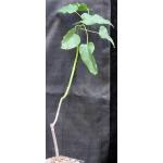 Ipomoea carnosa 5-inch pots