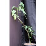 Ipomoea carnosa 2-gallon pots