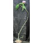 Ipomoea carnosa 3-gallon pots