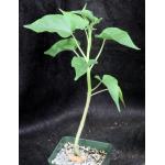 Ipomoea carnosa 4-inch pots