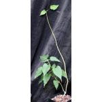 Ipomoea carnosa one-gallon pots