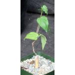 Ipomoea platense 4-inch pots